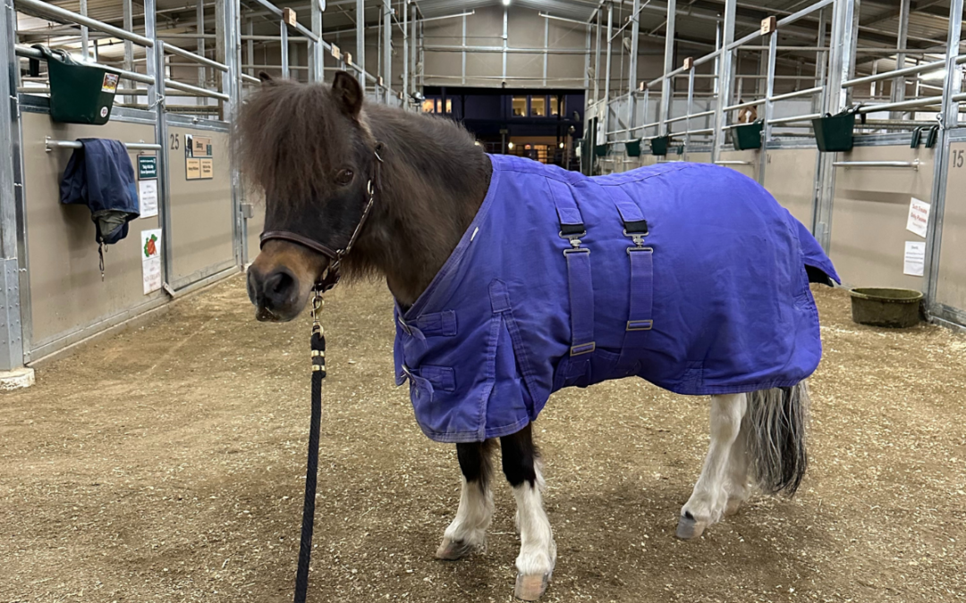 Why Horses Are Blanketed in Winter