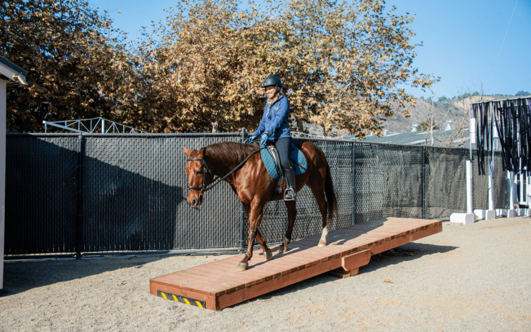 The Shea Center Challenge Course: A Path to Growth and Connection