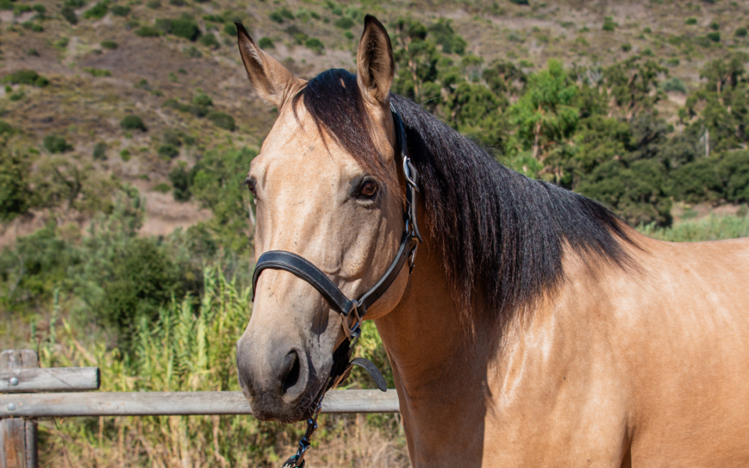 Therapy Horse Bio: Meet Romeo