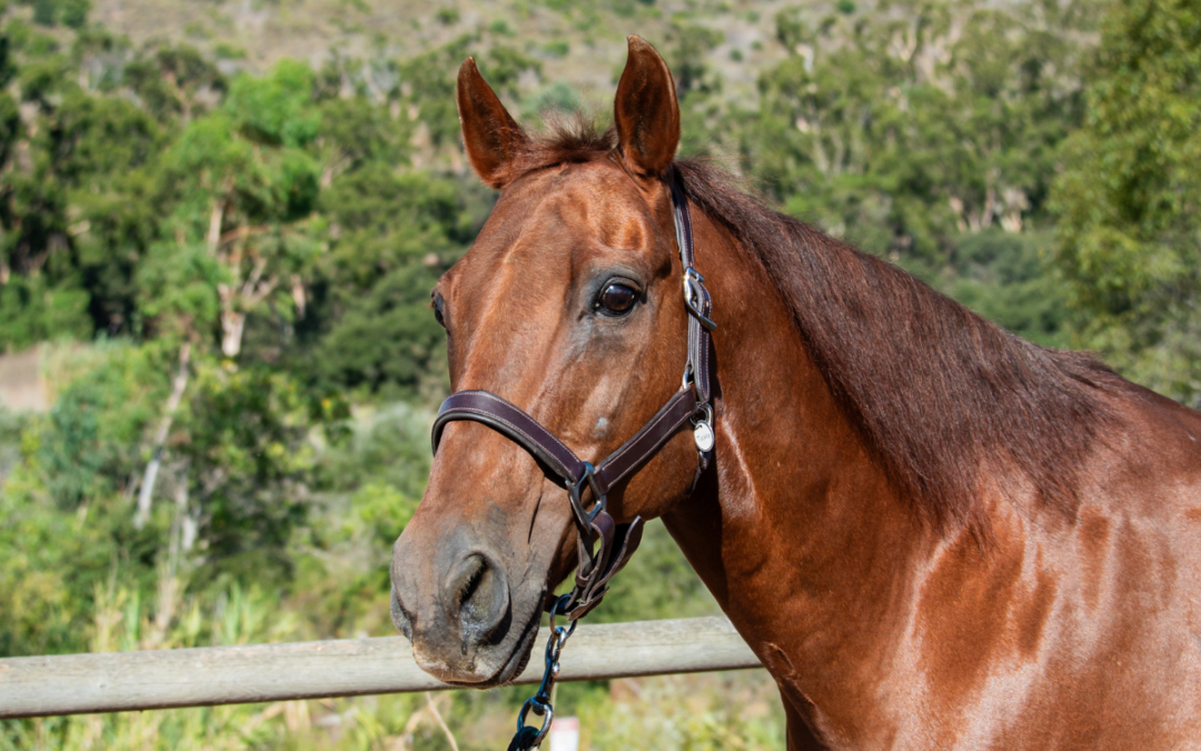 Therapy Horse Bio: Meet Tucker
