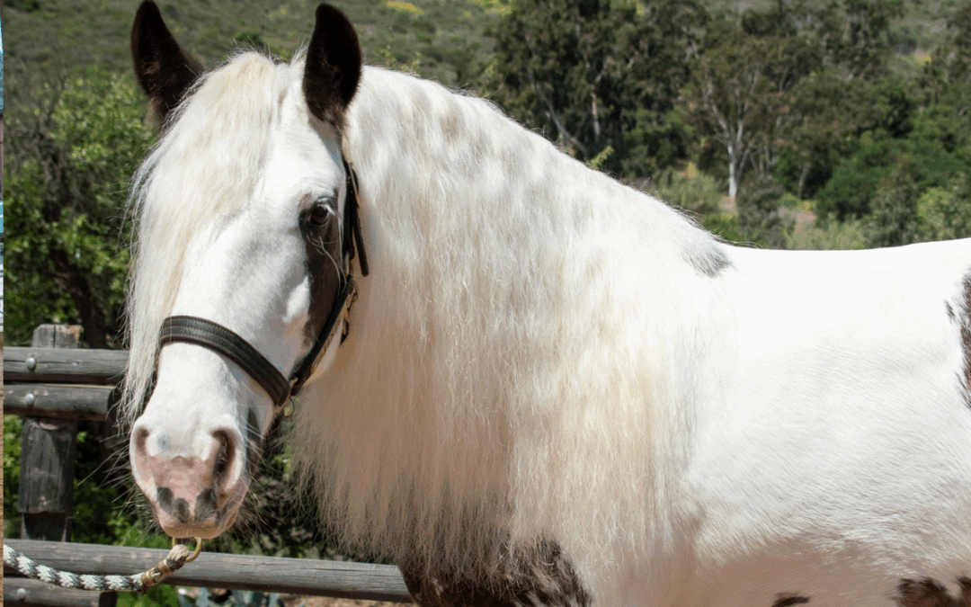 Therapy Horse Bio: Meet Pixie