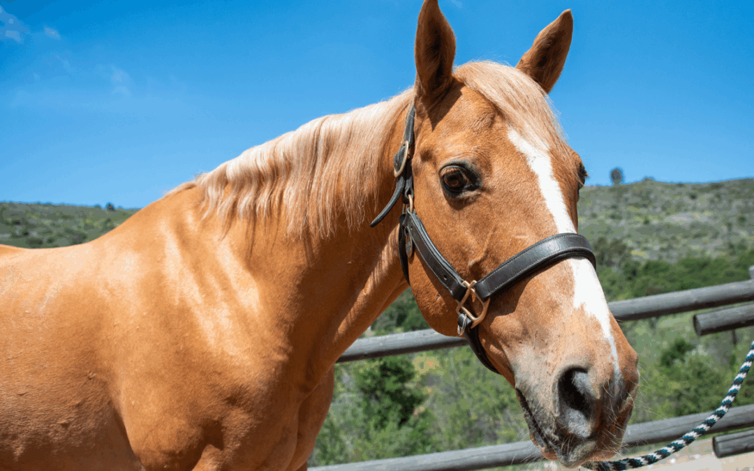 Therapy Horse Bio: Meet Apple Jax
