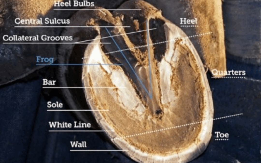 The Hoof and Hoof Care