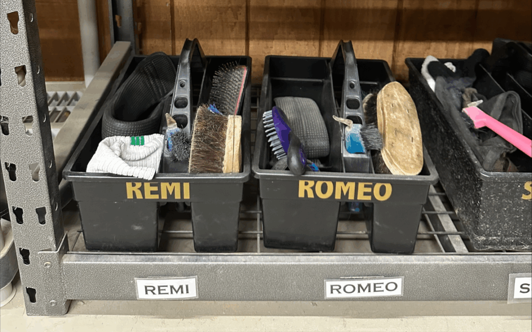 What is in Shea’s horse grooming buckets and what are the different tools used for?