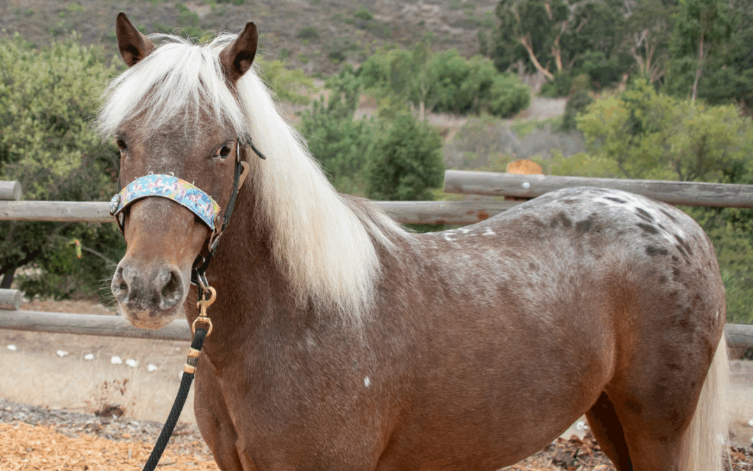 Therapy Horse Bio: Meet Punkin