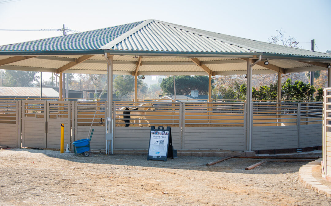 The Purpose of Round Pens and Sun Pens in Equine Care