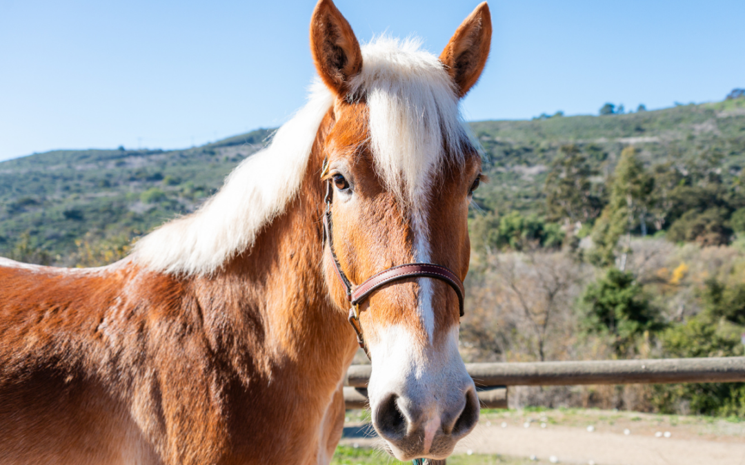 Therapy Horse Bio: Meet Bear