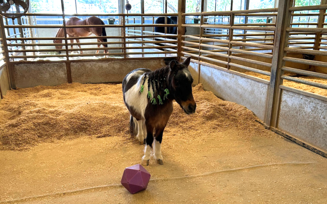 Why Wood Shavings Matter