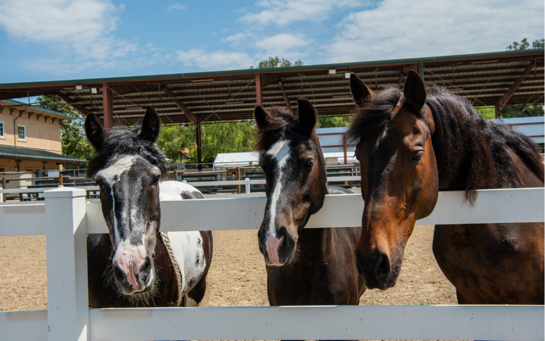 The Shea Center’s Program Horses: Living the Good Life
