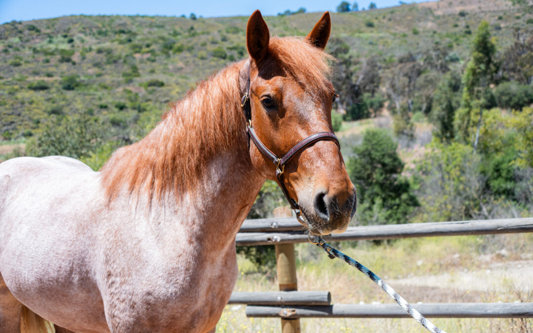 Therapy Horse Bio: Strawberry